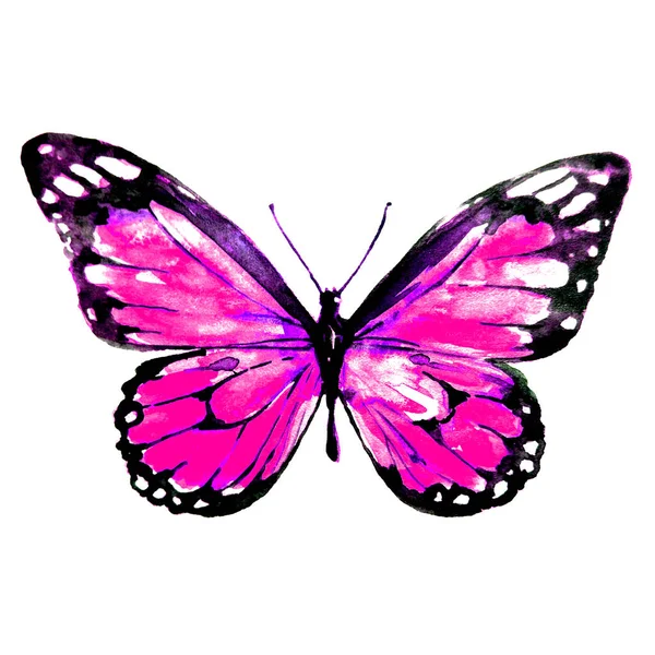 Schmetterling Isoliert Auf Weißem Hintergrund Aquarell — Stockfoto