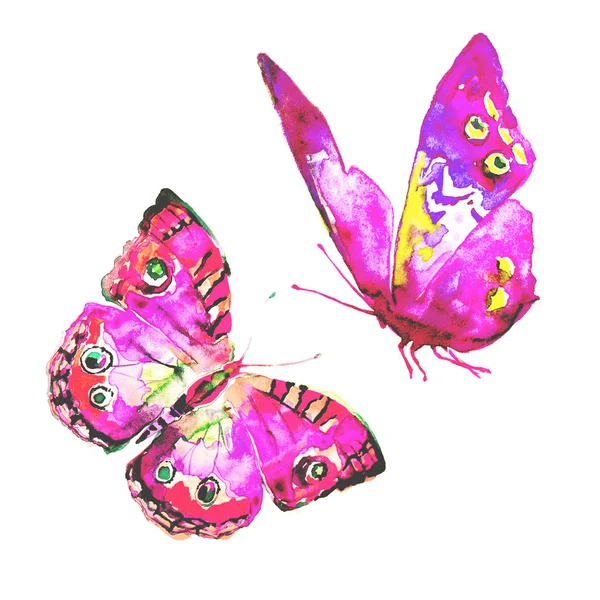 Schön Rosa Violett Schmetterlinge Isoliert Auf Einem Weißen — Stockfoto