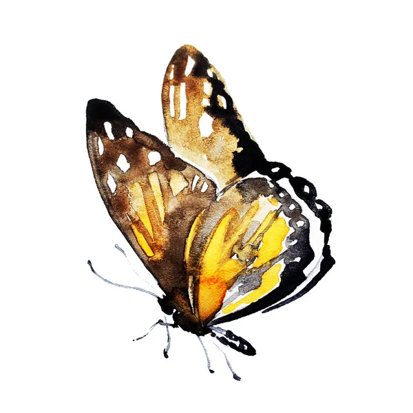 白い背景で隔離の美しい蝶 — ストック写真