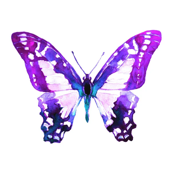 Beautiful Butterfly Watercolor Isolated White — Stock Photo, Image