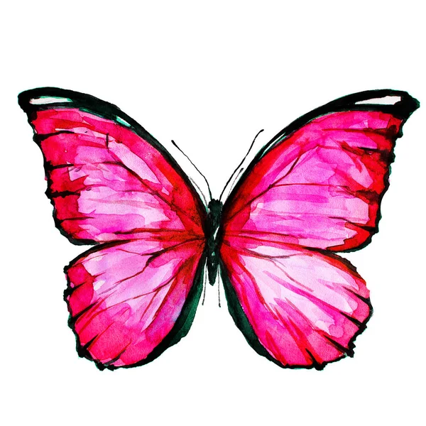나비는 수채화 — 스톡 사진