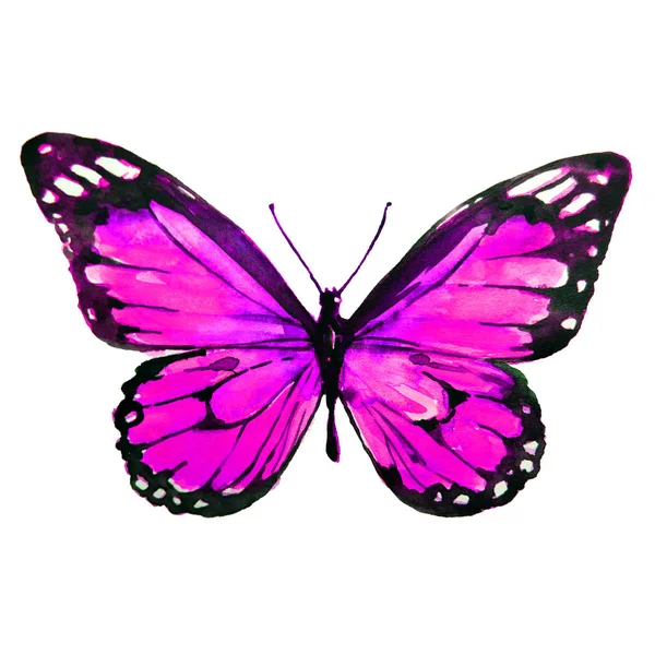 Beautiful Pink Butterfly Watercolor Isolated White — Stock Photo, Image