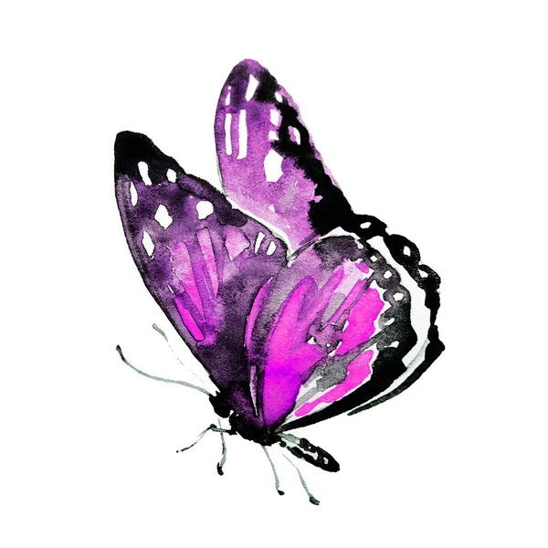 Красивий Метелик Ізольований Білому Тлі — стокове фото