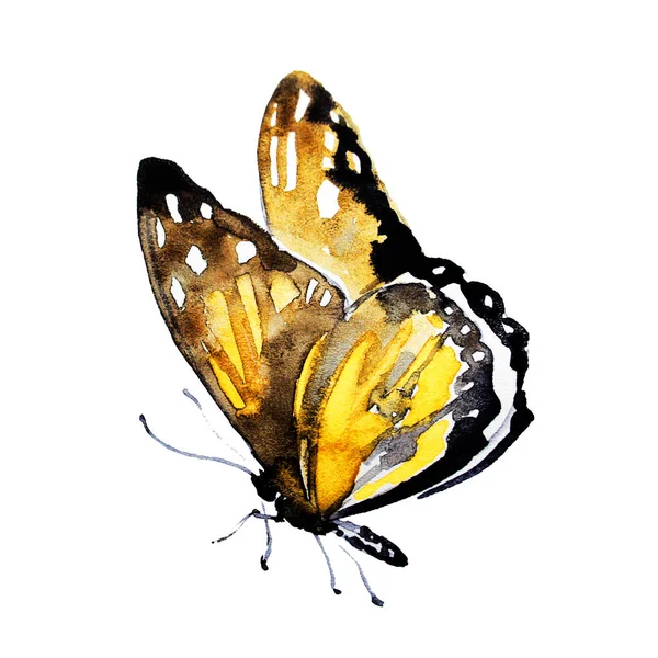 Hermosa Mariposa Aislada Sobre Fondo Blanco —  Fotos de Stock
