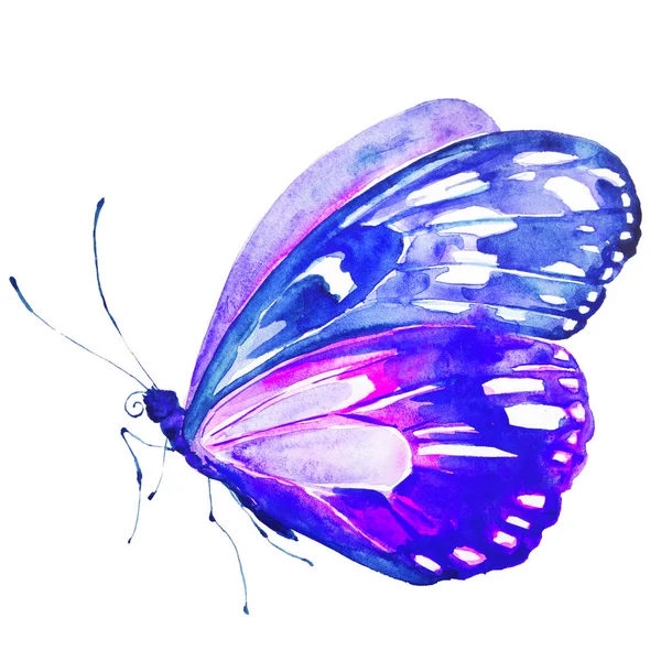 Beautiful Blue Butterfly Watercolor Isolated White — Stock Photo, Image