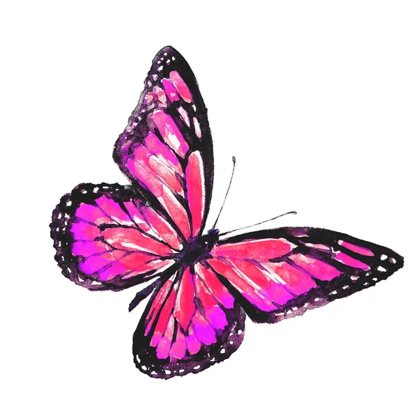 Beautiful Pink Butterfly Watercolor Isolated White — Stock Photo, Image