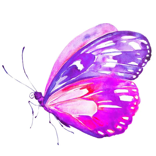 Motýl Izolovaných Bílém Pozadí Akvarel — Stock fotografie