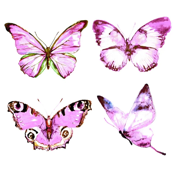 美丽的蝴蝶 被隔离在白色背景上 — 图库照片