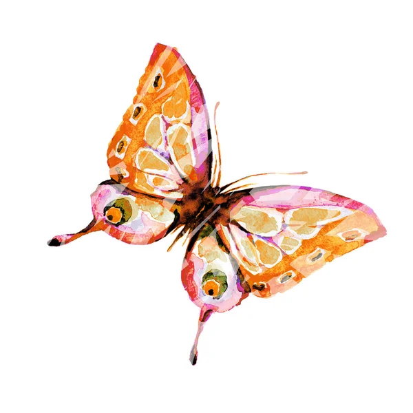 수채화 나비는 — 스톡 사진