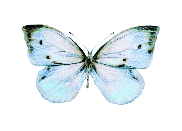 Bella Farfalla Blu Acquerello Isolato Bianco — Foto Stock