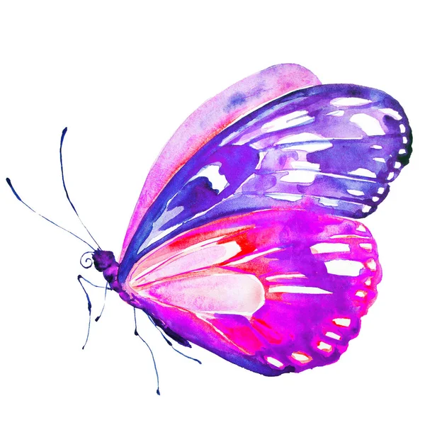 Butterfly Isolated White Background Watercolor — Stock Photo, Image