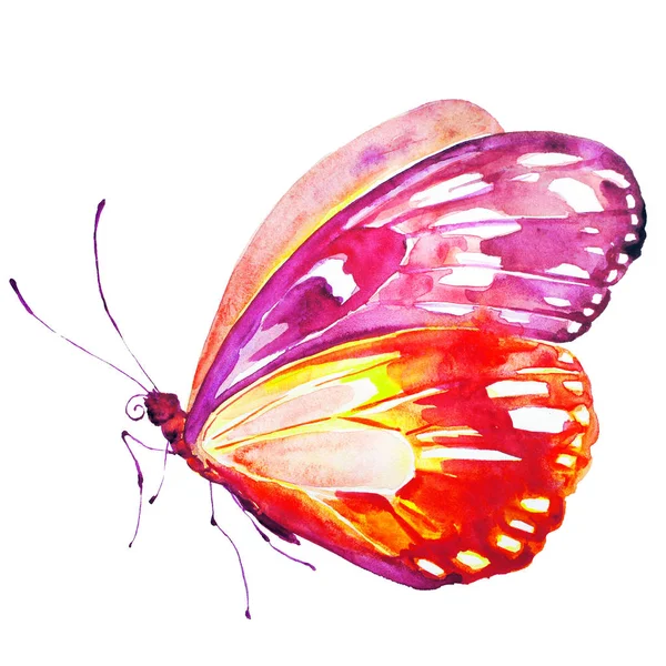 Butterfly Isolated White Background Watercolor — Stock Photo, Image