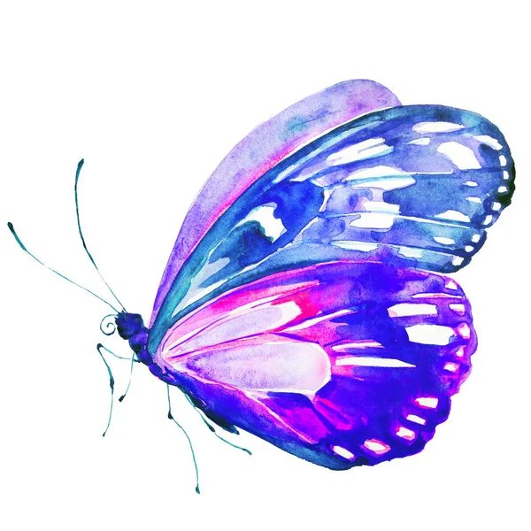 Метелик Ізольований Білому Тлі Акварель — стокове фото