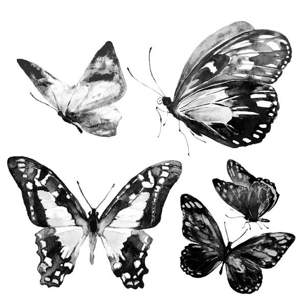 Czarne Motyle Białym Tle — Zdjęcie stockowe