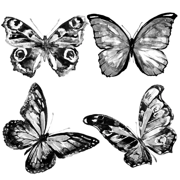 Черные Бабочки Изолированные Белом — стоковое фото