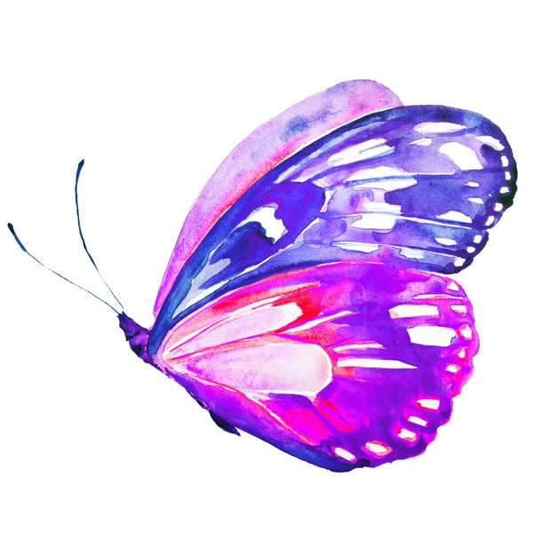 Красивий Рожевий Метелик Акварель Ізольований Білому — стокове фото