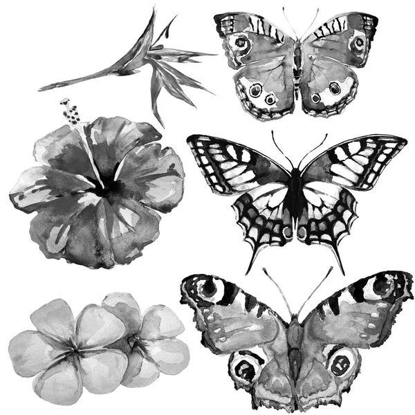 Beautiful Tropical Butterflies Flowers Watercolor Isolated White — Stock Photo, Image