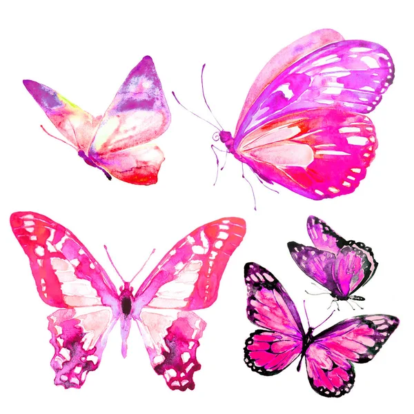 Красиві Метелики Акварель Ізольовані Білому Тлі — стокове фото