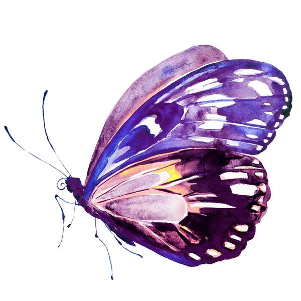 Butterfly Isolated White Background Watercolor — Stock Photo, Image