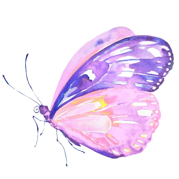 Beautiful Pink Butterfly Watercolor Isolated White — Stock Photo, Image