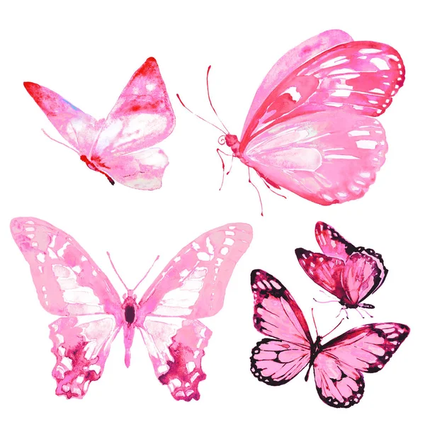 Beautiful Butterflies Watercolor Isolated White Background — Stock Photo, Image