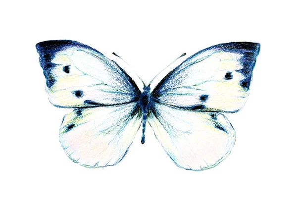 Schöner Schmetterling Isoliert Auf Einem Weißen Aquarell — Stockfoto