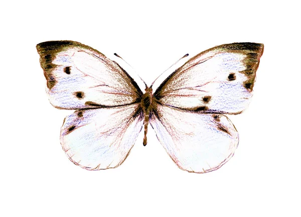 Hermosa Mariposa Aislado Blanco Acuarela — Foto de Stock