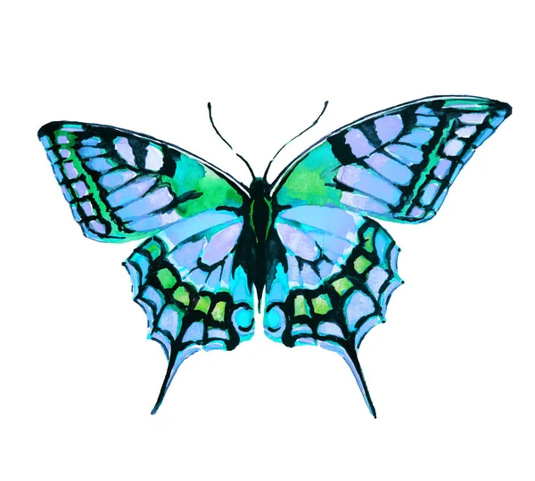 Beautiful Butterfly Watercolor Isolated White — Stock Photo, Image