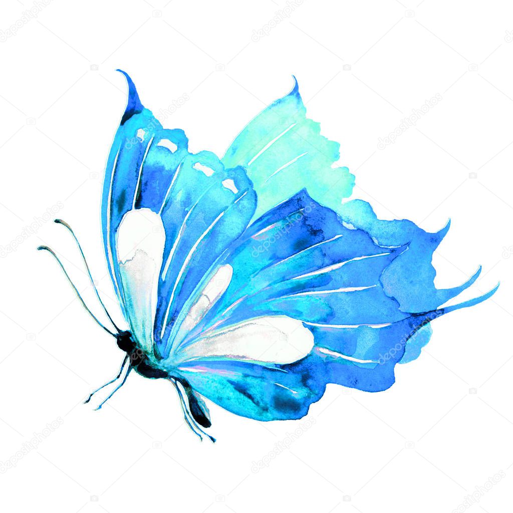 beautiful   butterfly, isolated  on a white, watercolor