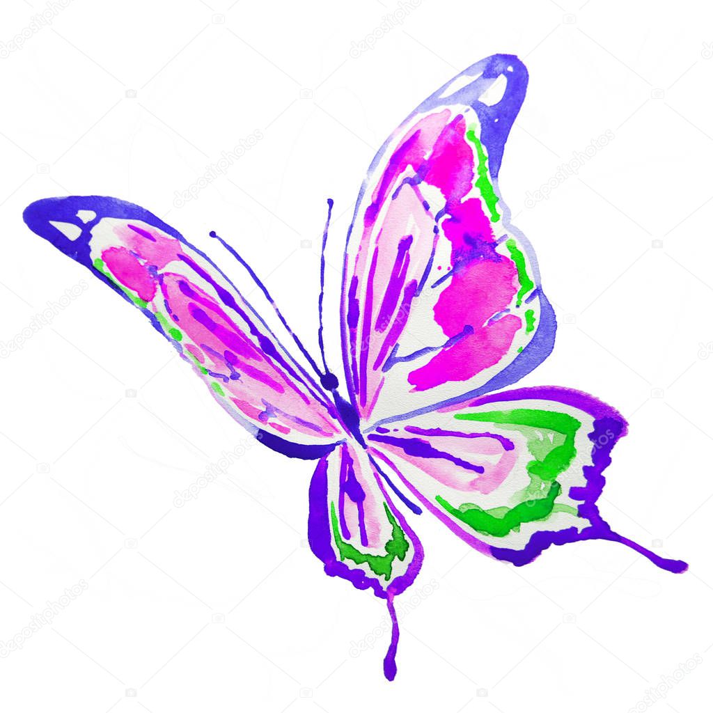 beautiful  butterfly, watercolor, isolated on a white
