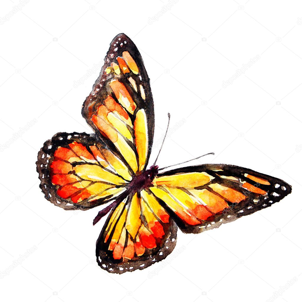 beautiful red butterfly, watercolor, isolated on a white