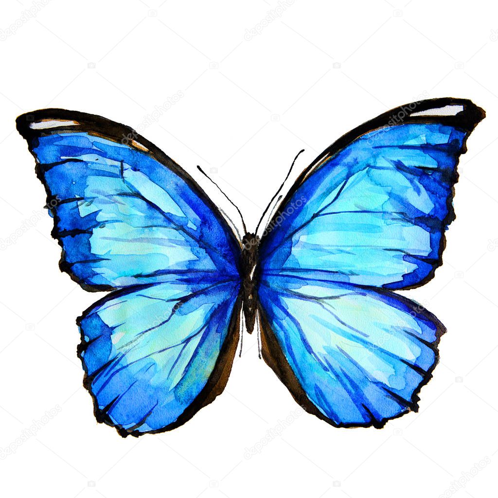 beautiful blue butterfly, watercolor, isolated on a white