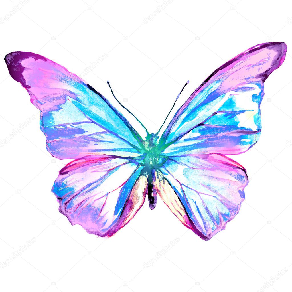 beautiful pink butterfly, watercolor, isolated on a white