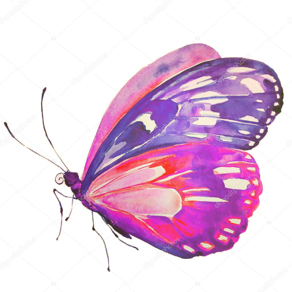 beautiful pink butterfly, watercolor, isolated on a white