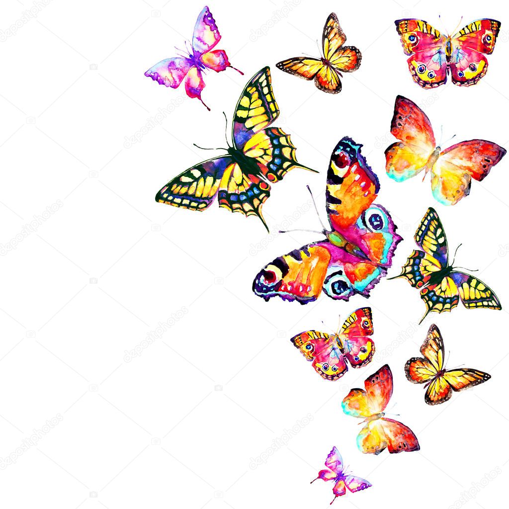 beautiful color butterflies set,  isolated  on a white