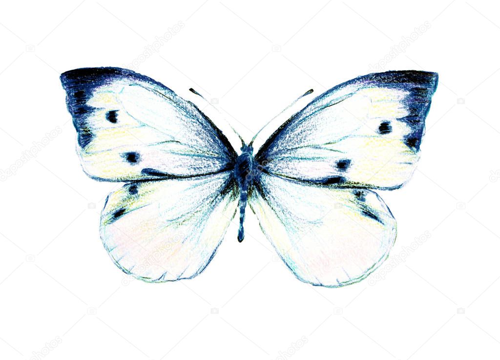 beautiful   butterfly, isolated  on a white, watercolor