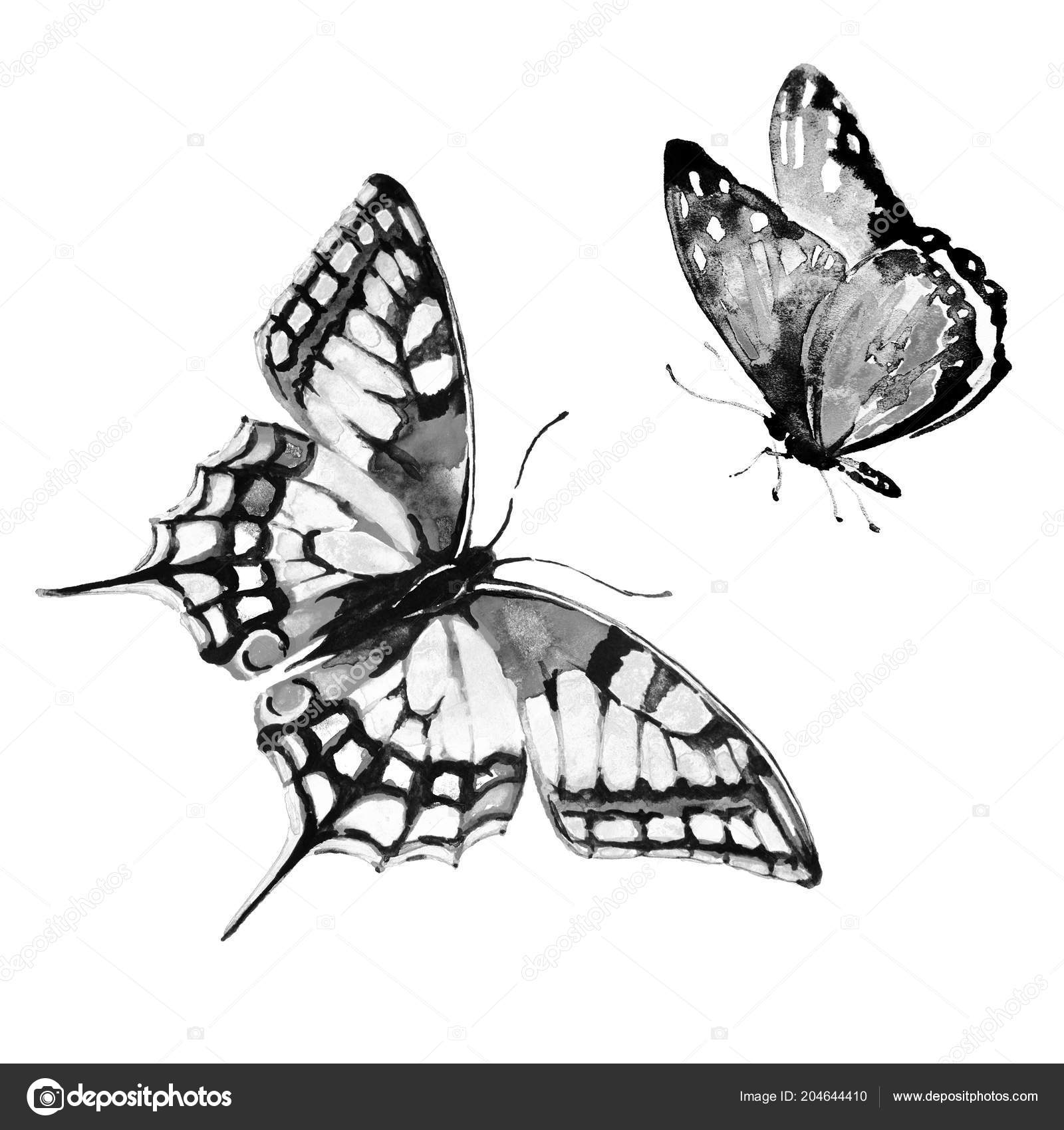 Beautiful Butterfly Isolated White Background Stock Photo by ©aboard