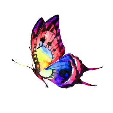 güzel parlak kelebek, suluboya, izole bir beyaz