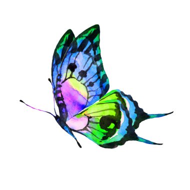 bir beyaz, suluboya izole güzel mavi kelebek 