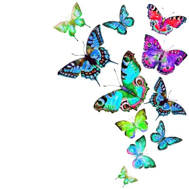 güzel parlak kelebekler, suluboya, izole bir beyaz