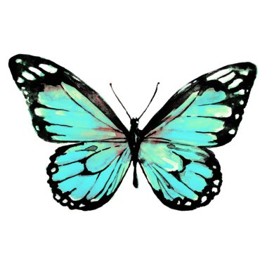 bir beyaz, suluboya izole güzel mavi kelebek 