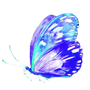 bir beyaz, suluboya izole güzel mavi kelebek 