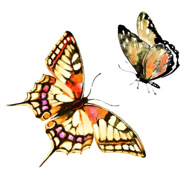 güzel kelebekler, suluboya, izole bir beyaz