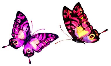 güzel parlak kelebekler, suluboya, izole bir beyaz