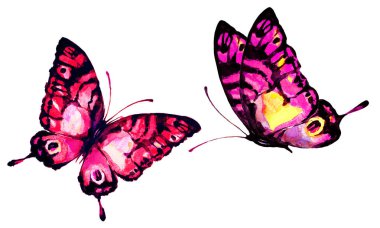 güzel parlak kelebekler, suluboya, izole bir beyaz