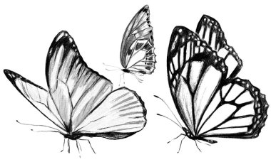 güzel kelebekler, elle çizilmiş, beyaz izole