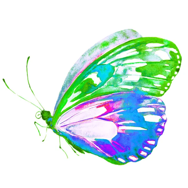 Butterfly Isolated White Background Watercolor — Stock Photo, Image
