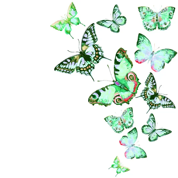 Красивые Бабочки Акварель Изолированные Белом — стоковое фото