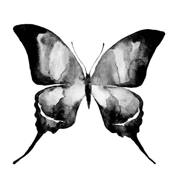 Prachtige Vlinder Geïsoleerd Witte Achtergrond — Stockfoto