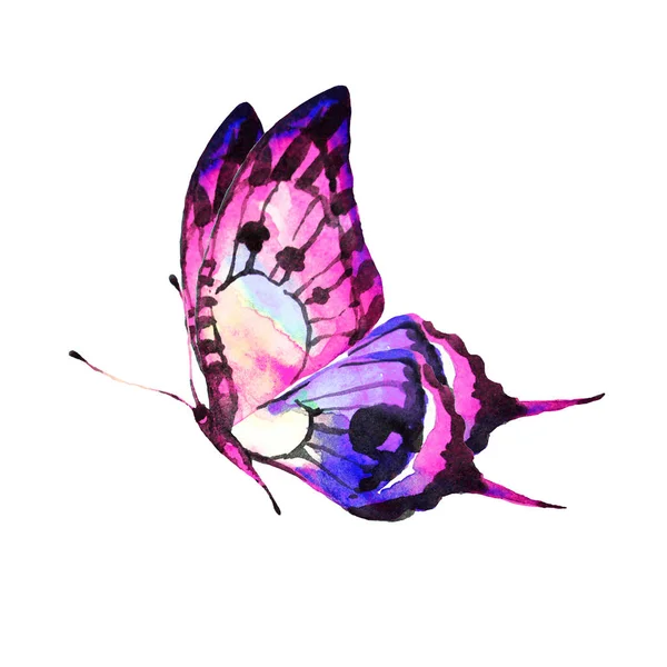 Schöner Heller Schmetterling Aquarell Isoliert Auf Einem Weißen — Stockfoto